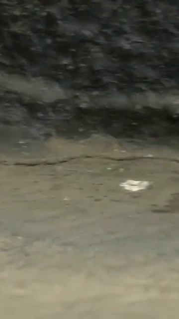 Паук ТАРАНТУЛ. Самые опасные паукообразные #shorts смотреть онлайн