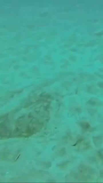 Акула АНГЕЛ. Самые страшные акулы #shorts смотреть онлайн