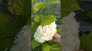 Обзор сада в конце июля.Супер подкормка гортензий.🌺🌺🌺#сад#цветы