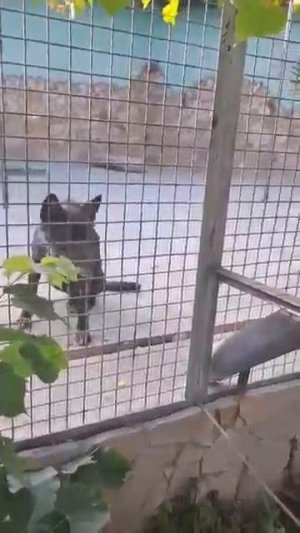 У Алмаза своя охота Парк львов Тайган