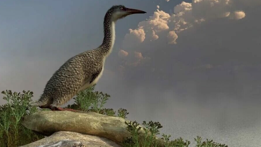 вымершие птицы:(