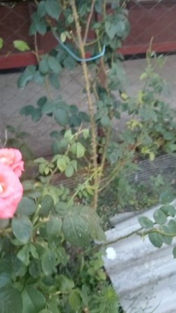 23 июля. Цветы.