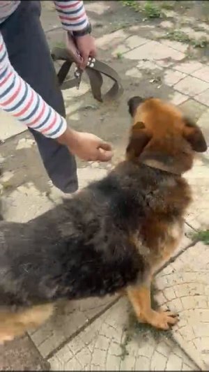 ЛИСМА вернулась в свою семью!