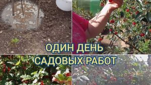 ОДИН ДЕНЬ САДОВЫХ РАБОТ В ИЮЛЕ. 20.07.25г