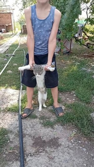 кот
