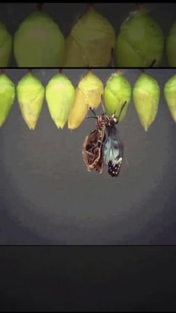 VID_20250723_221849_159.mp4