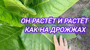 ОН РАСТЁТ И РАСТЁТ КАК НА ДРОЖЖАХ