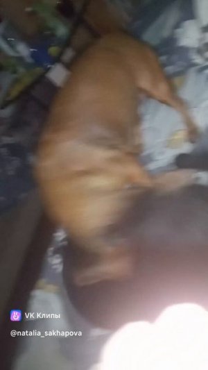 clip65278815_456242813video_809f798csOHNG70YxOtQ-pZrF3189lzlSBfQoI4jbreksUEoF9TVmpdLgRnJ4Vb38W4XFHz6