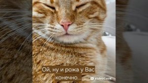 Котарожа