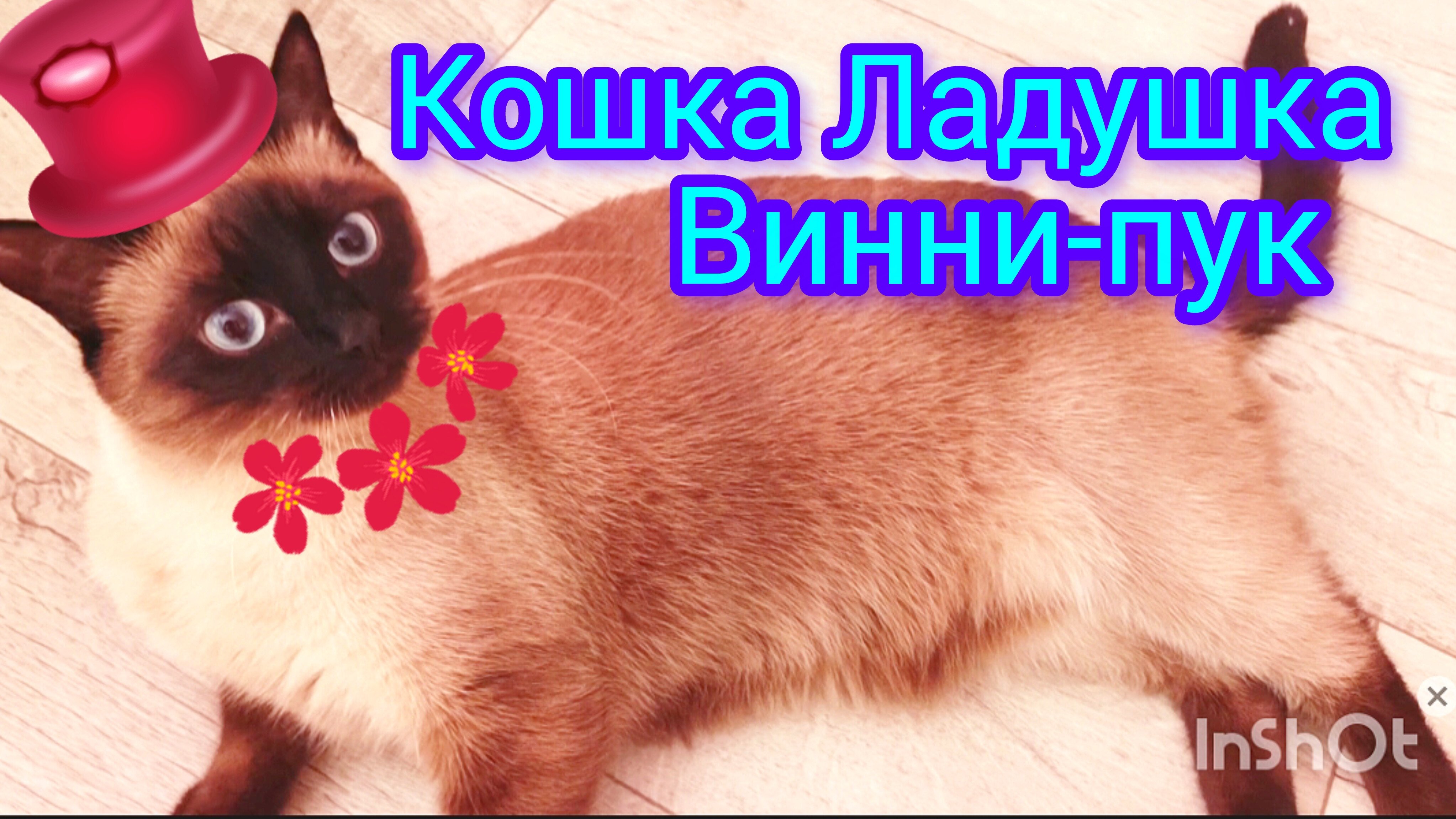 Смешная🐱кошка Ладушка #прикольные котики #смешныекоты #cat's #кошка Ладушка