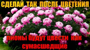 Чем подкормить пионы после цветения, чтобы обильно цвели на следующий год