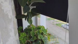 Комнатные цветы на окне, жизнь в деревне