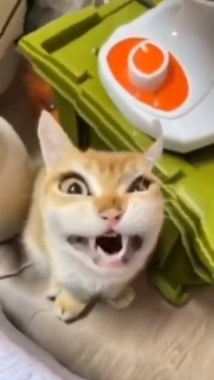 🐱