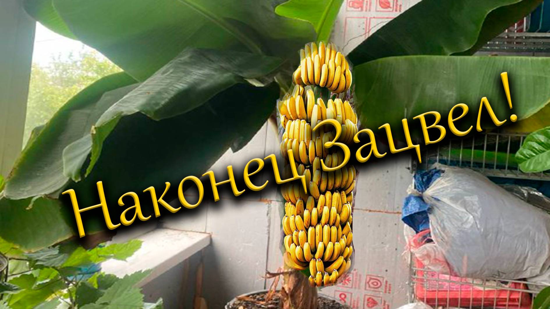 Банан зацвел в квартире! Киевский карлик собрался цвести через 4 года роста! смотреть онлайн
