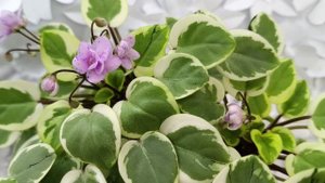 Фиалка химера Жемчужный Восторг