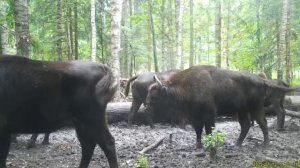 Видео+от+Национальный+парк+&quot;Смоленское+Поозерье&quot; (3)