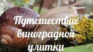 Путешествие улитки