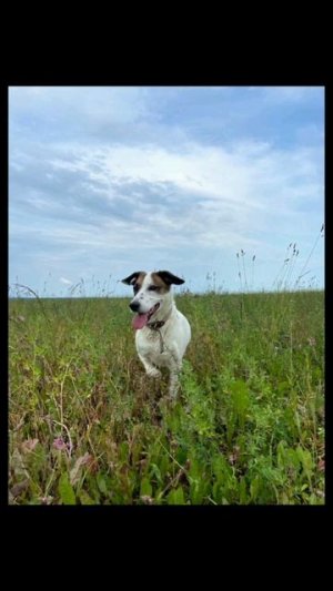 💖 Прекрасная, умная, ранимая девочка Герда ищет дом! 🏡 🐕