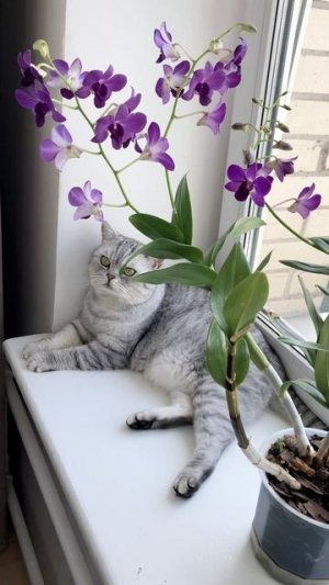 Котик Маню с орхидеей 🌸🌸🌸