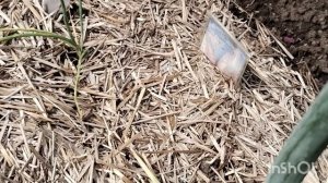 Уборка семейного лука. Отзыв. Способ сушки.