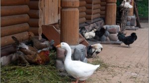 Наш двор  УТРЕННЯЯ ПРОГУЛКА -