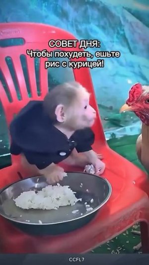 Наглая курочка 🐓🐒❤️💖😍🤩