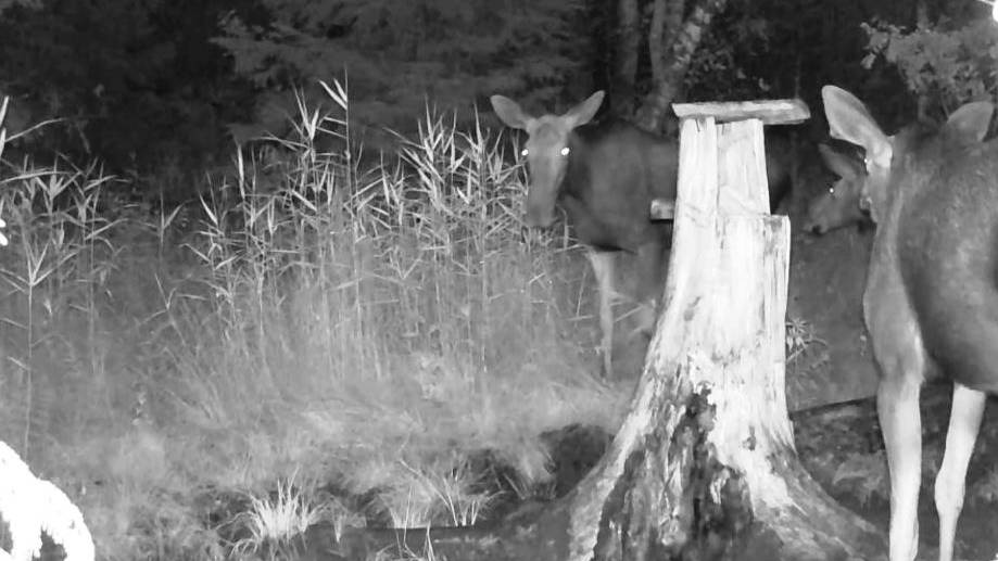 Гон лосей в июле?