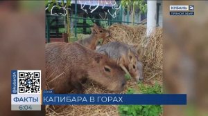 На горной высоте «Розы Хутор» в Сочи поселилась капибара Оливия