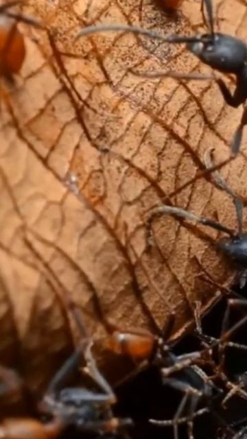 Муравей пуля. Самые опасные насекомые #shorts смотреть онлайн