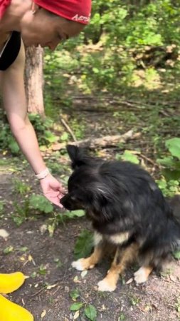 Ролекс ищет дом fund4dogs.ru #собака #ищетдом #милота #приют