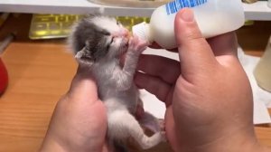 Котёнок пьёт молоко из бутылки - 2024 год