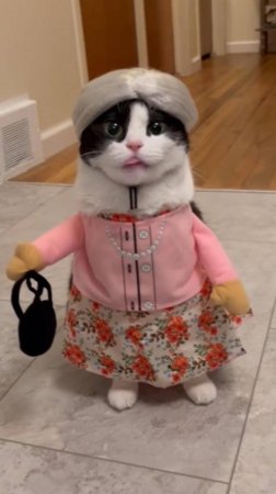😂 ЭТО НЕ Я 🙀 ЧТО-ТО ВКУСНЕНЬКОЕ 🥰 ОЗВУЧКА ОТ ROMEO 🔥 #говорящийкот #озвучка #угараю