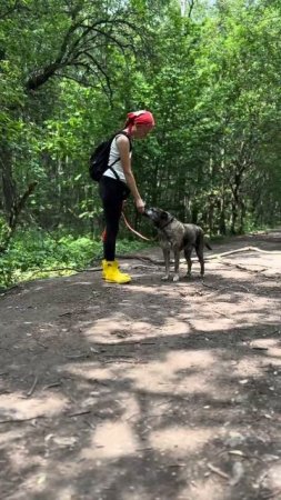 Тайгер ищет дом fund4dogs.ru #собака #ищетдом #милота #приют