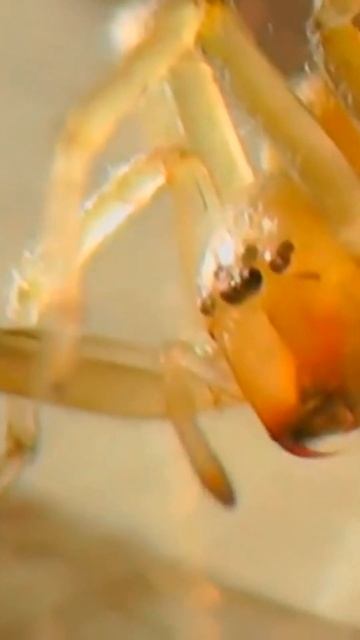 Желтый паук САК. Самые опасные паукообразные #shorts смотреть онлайн