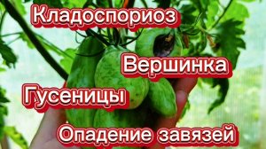 Вечная борьба за урожай томатов.