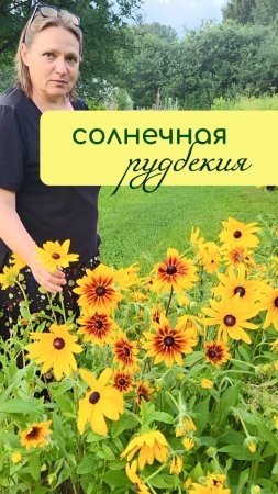 Солнечная РУДБЕКИЯ