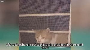 Бродячая кошка родила четырёх котят в нашем цветочном горшке - 2025 год