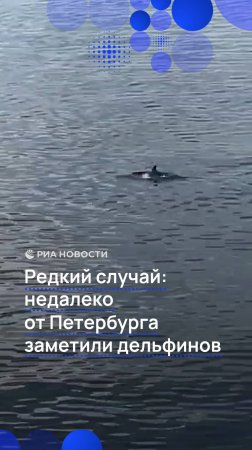 Дельфинов заметили в Финском заливе