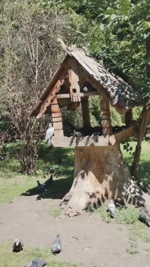 Голуби и белка в парке. Кормушка для белок