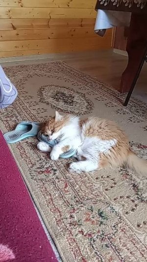 кошка украла тапок