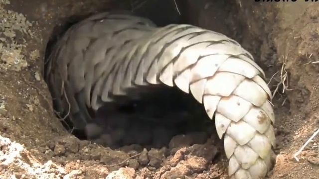 Этим Животным Зубы НЕ Нужны, и Вот Почему смотреть онлайн