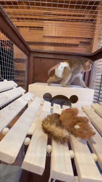 клетка для обезьянки 