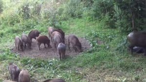 Подросли малыши!🐗