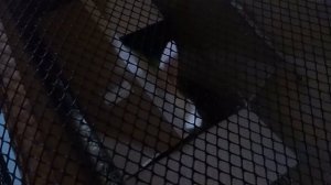 новенькая(ий)