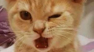 😹🐾 Самые смешные котята: улыбнись до слёз! 😂🐱