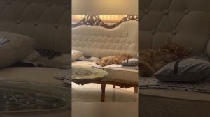 подборка смешных видео с котиками