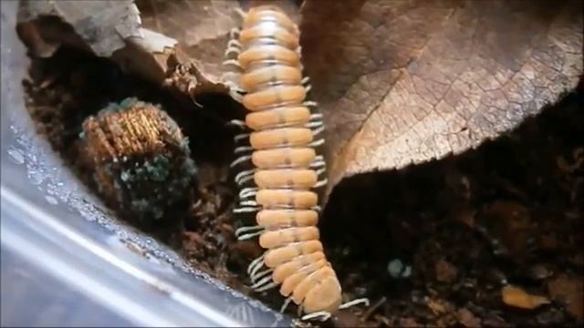 Вот Почему Эти Животные Светятся в Темноте смотреть онлайн