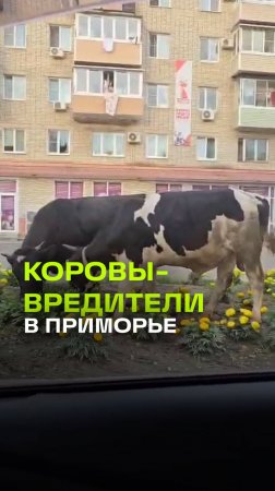 Головная боль поселка Славянка: коровы захватили газоны и площадки