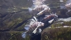 Океанариум Сочи. Акулы, скаты, черепахи, рыбы. TopicRu