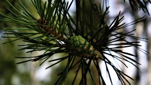 Первая 1000 км. На новой раме.